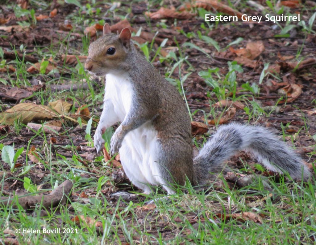 Eastern Grey squirrel