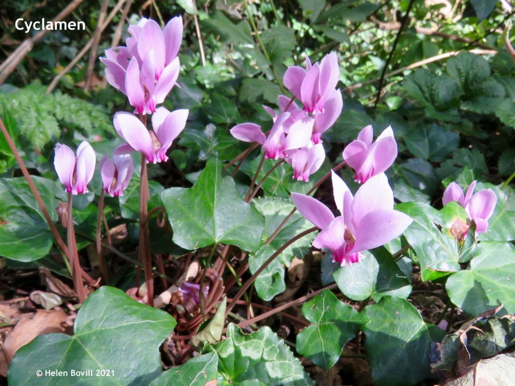 Cyclamen