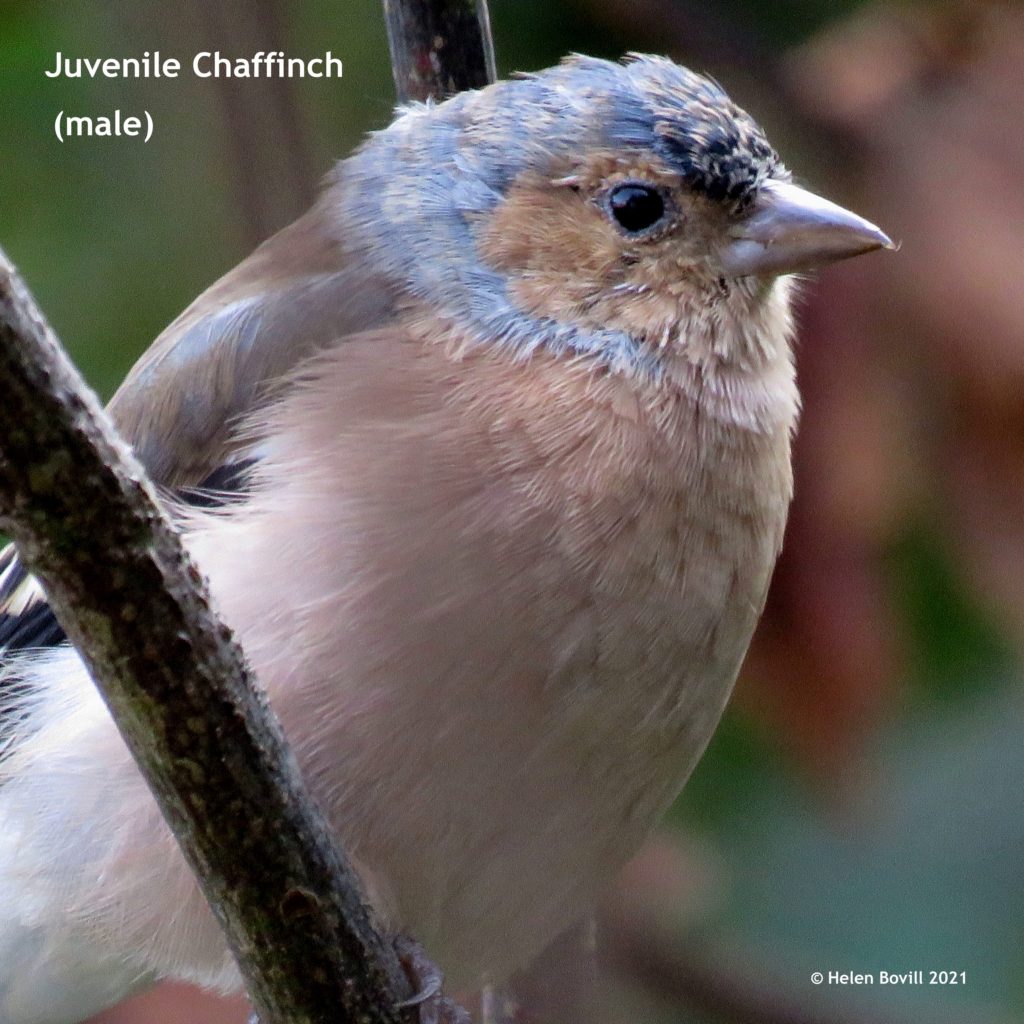 Juvenile Chaffinch (male)
