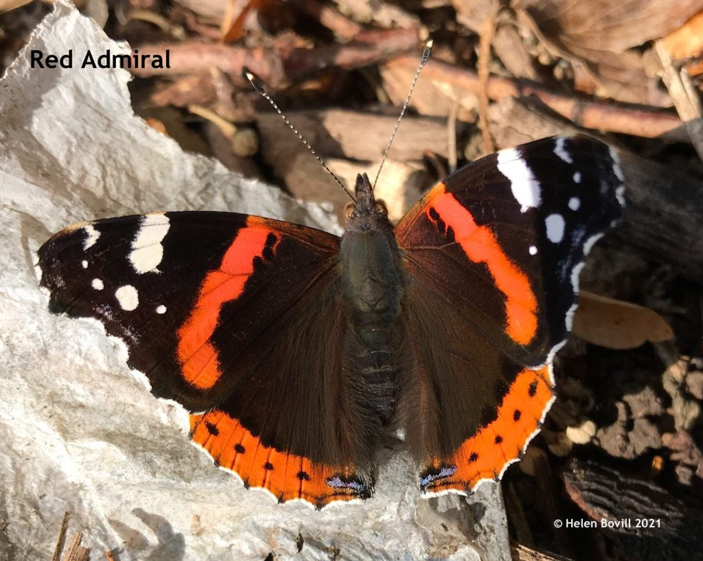 Red Admiral