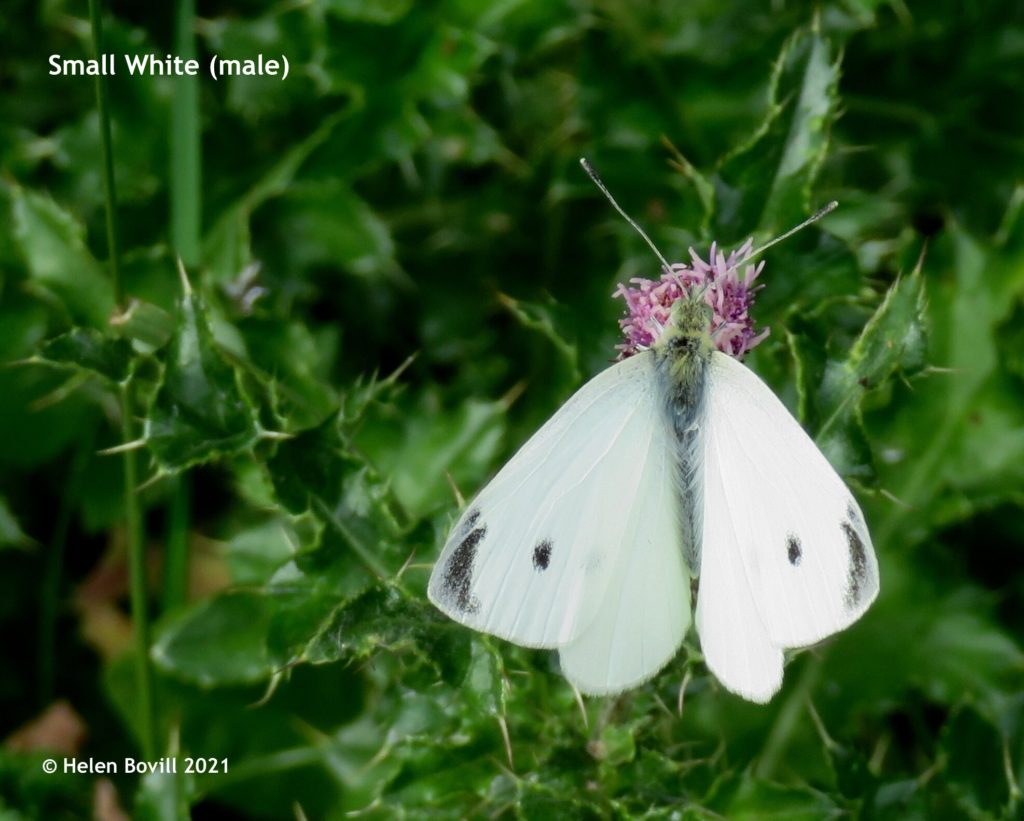 Small White (male)