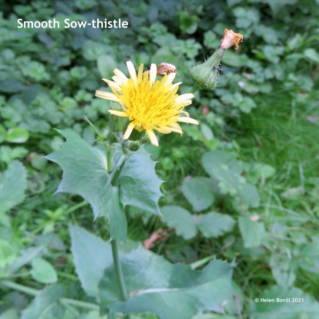 Smooth Sow Thistle