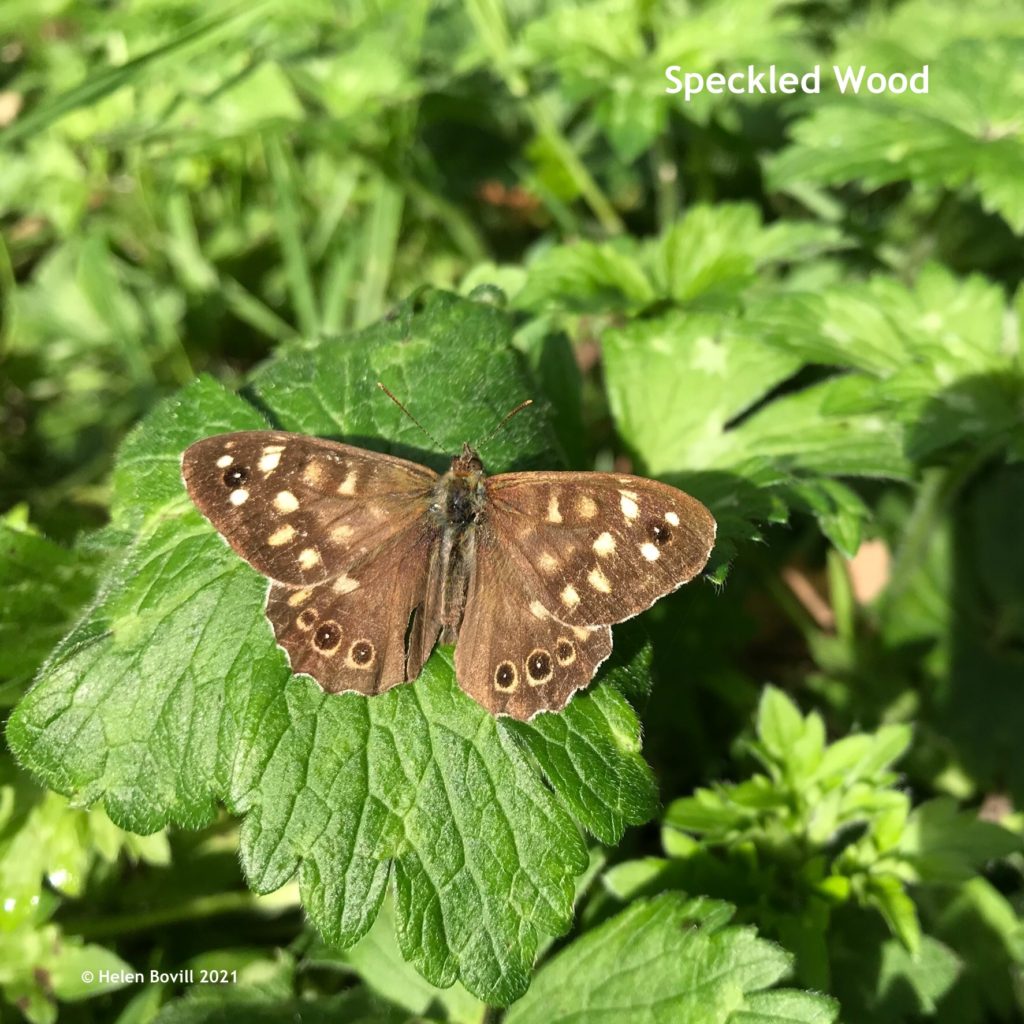 Speckled Wood