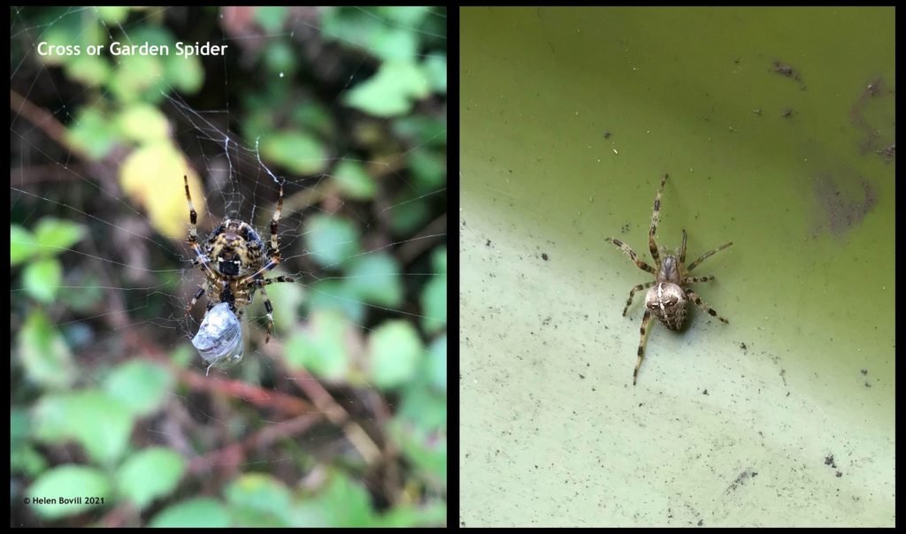 Spiders pair