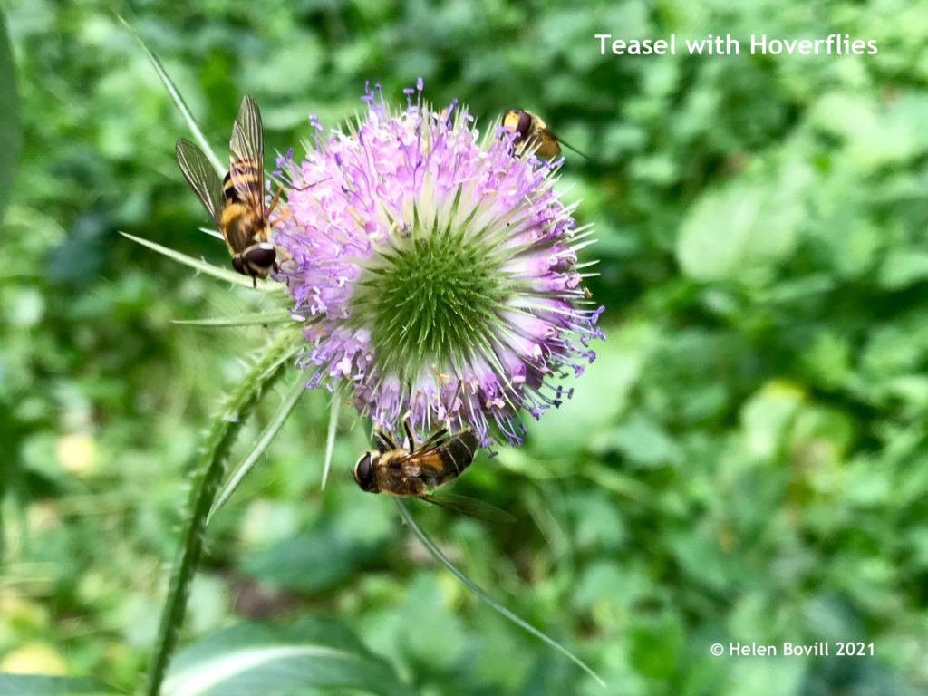 Teasel with Hoverflies