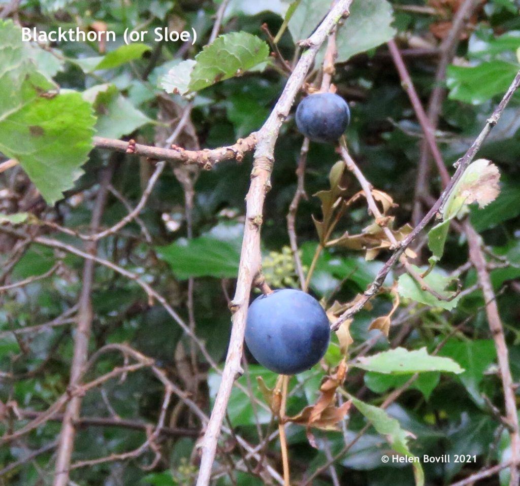 Blackthorn