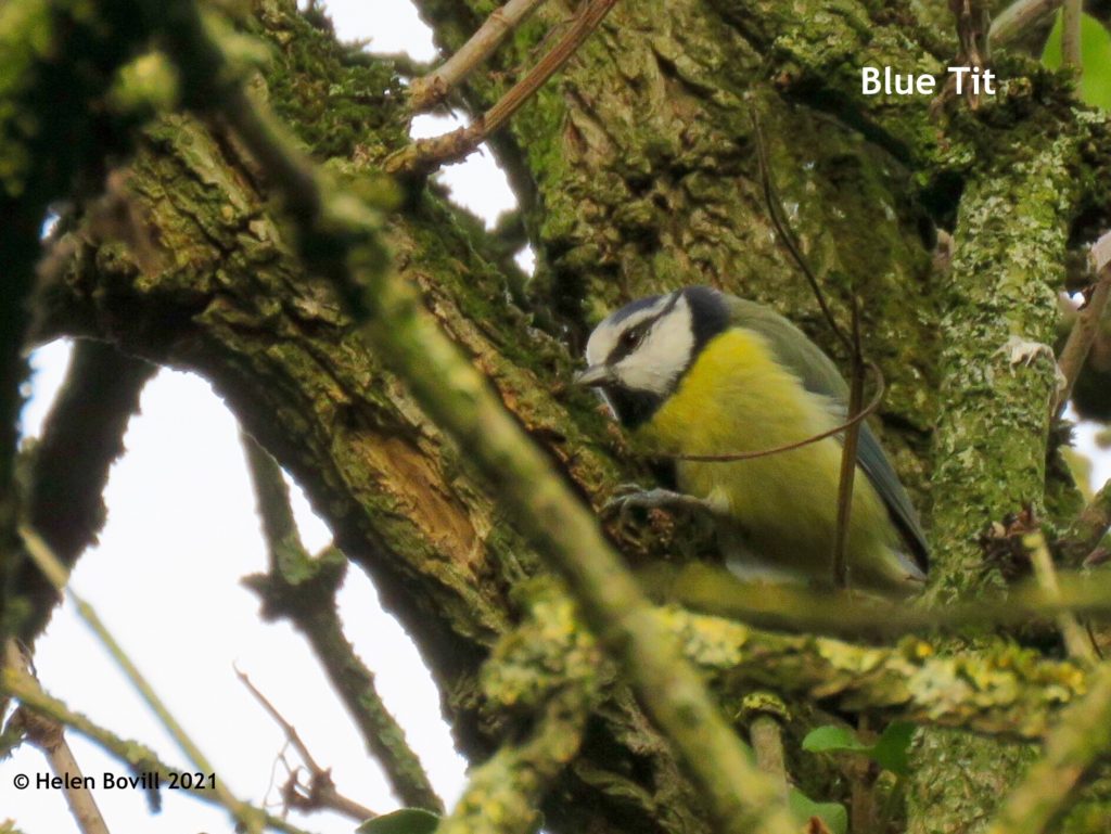 Blue Tit