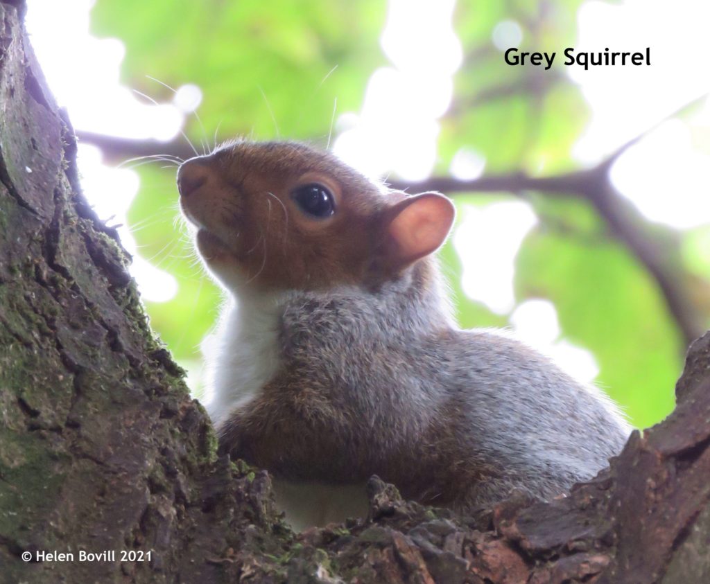 Grey Squirrel