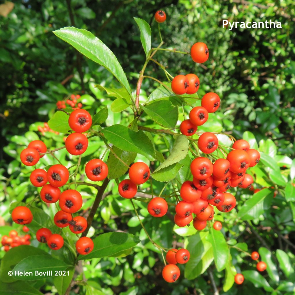 Pyracantha