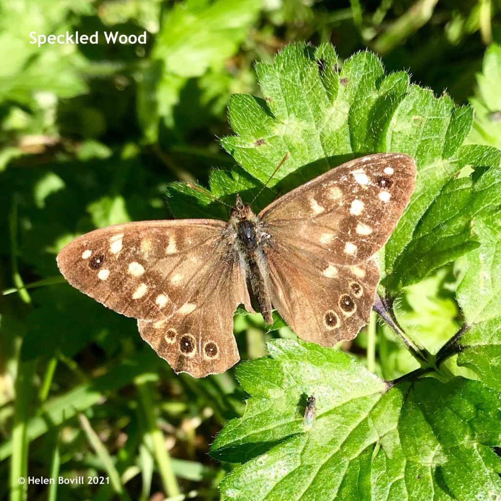 Speckled Wood