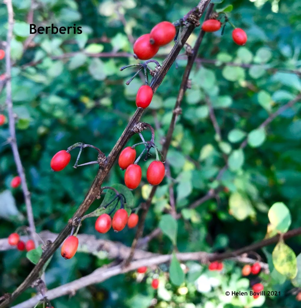 Berberis