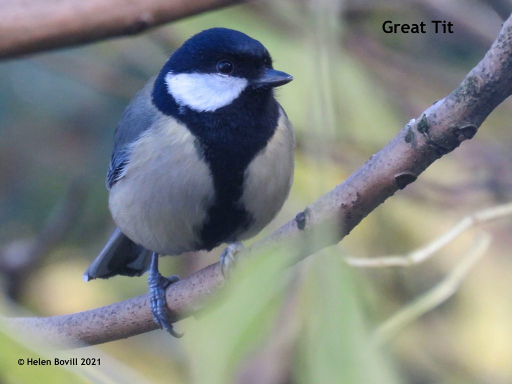 Great Tit