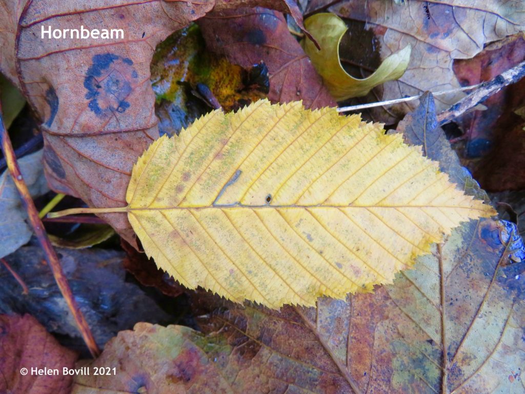 Hornbeam leaf