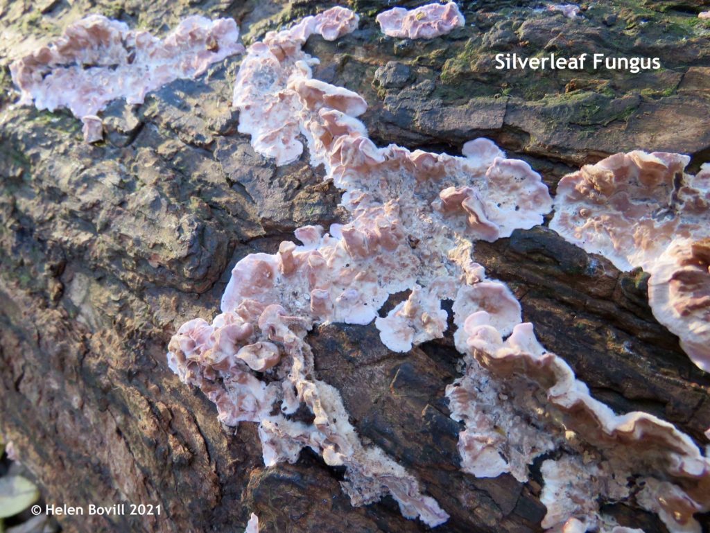 Silverleaf Fungus