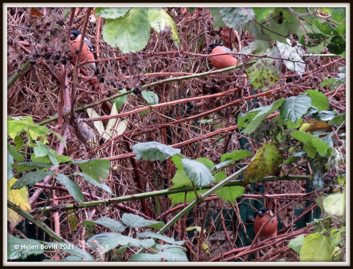 Bullfinches