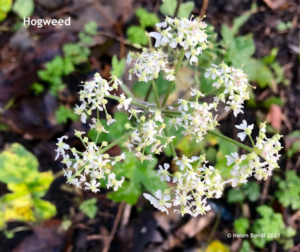 Hogweed (2)