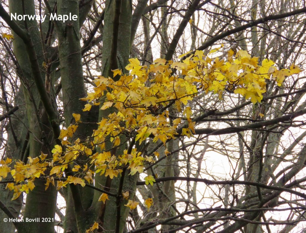 Norway Maple