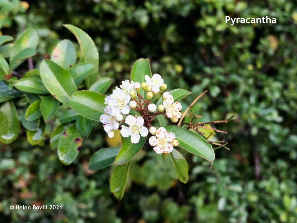 Pyracantha in flower