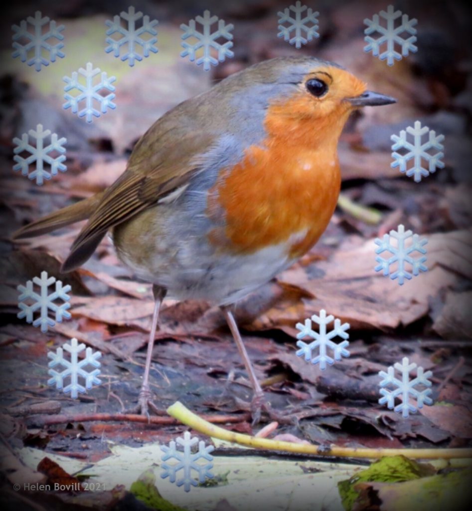 Robin fake snow