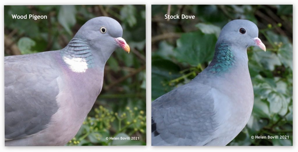 Wood Pigeon