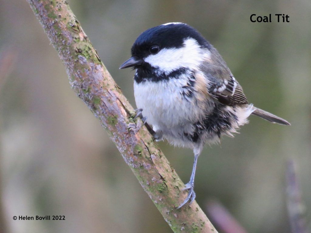 Coal Tit