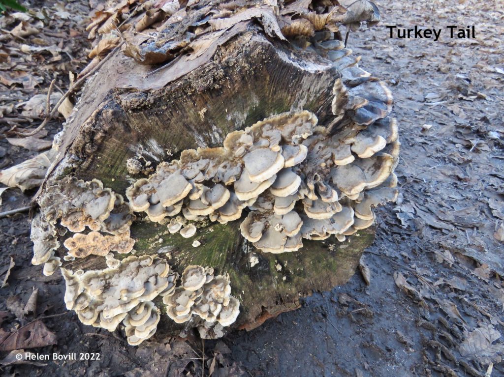 Turkey Tail fungus