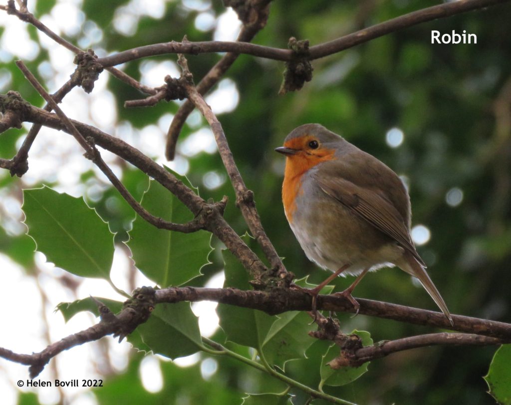 Robin