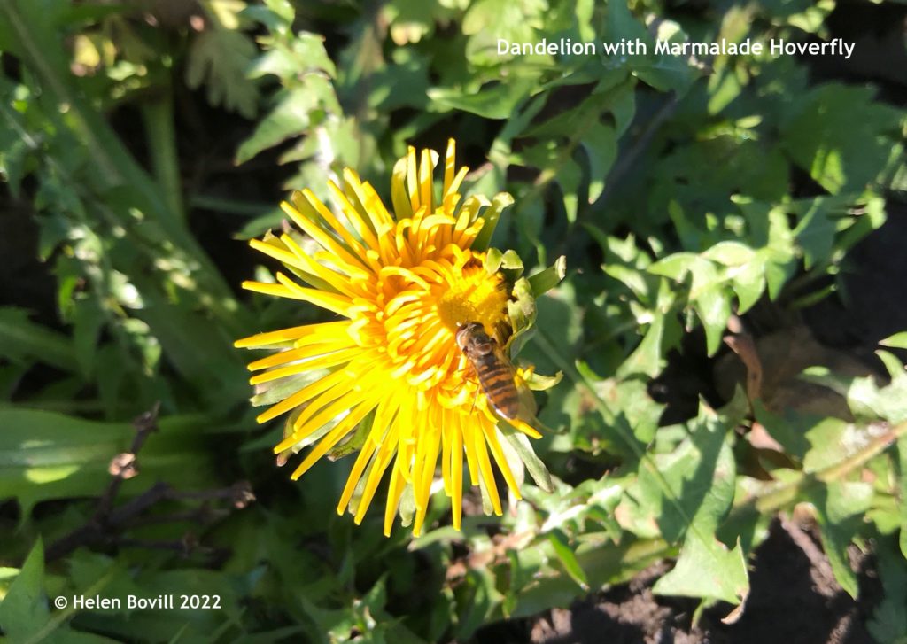 Dandelion with Marmalade Hoverfly