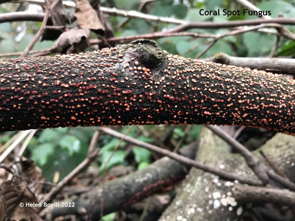 Coral Spot fungus