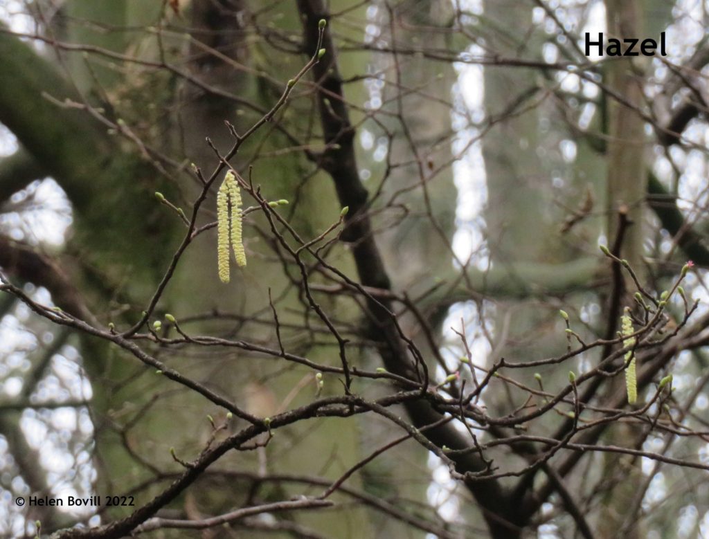 Hazel Catkins