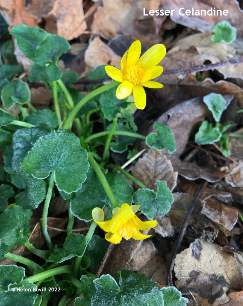 Lesser Celadine