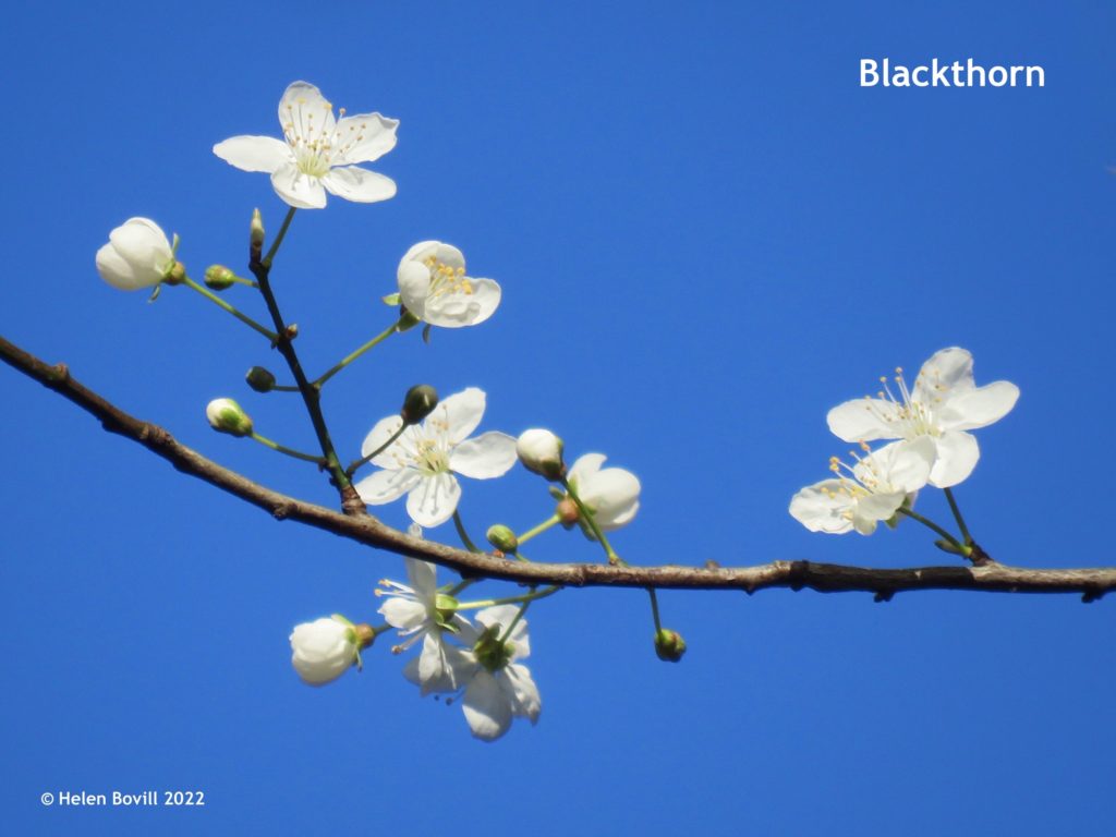 Blackthorn 