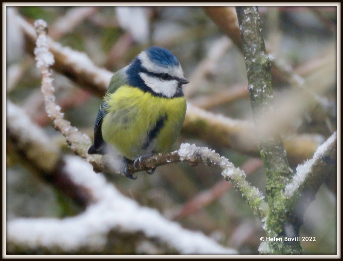 Blue Tit