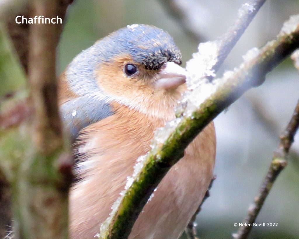 Chaffinch in snow