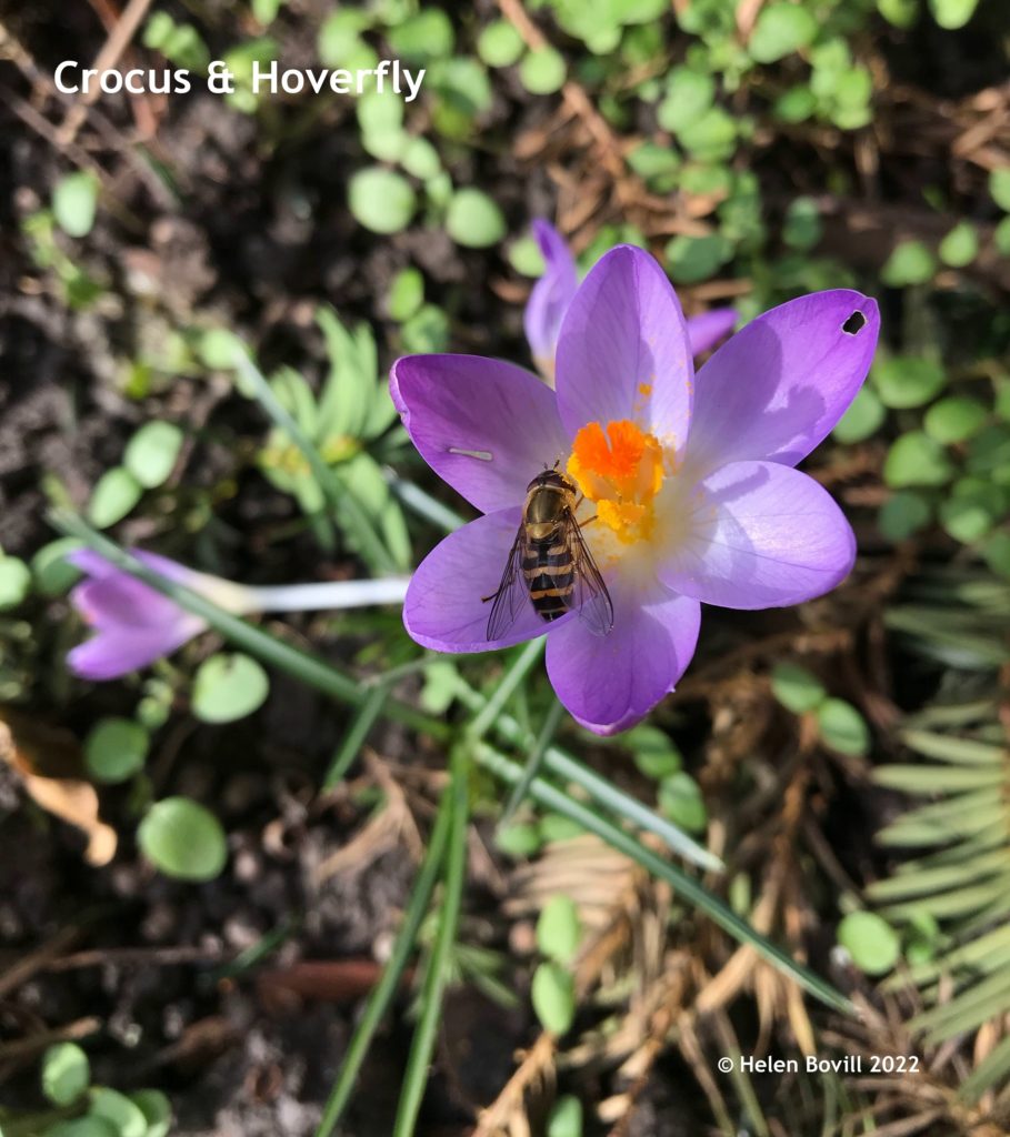Crocus and hoverfly