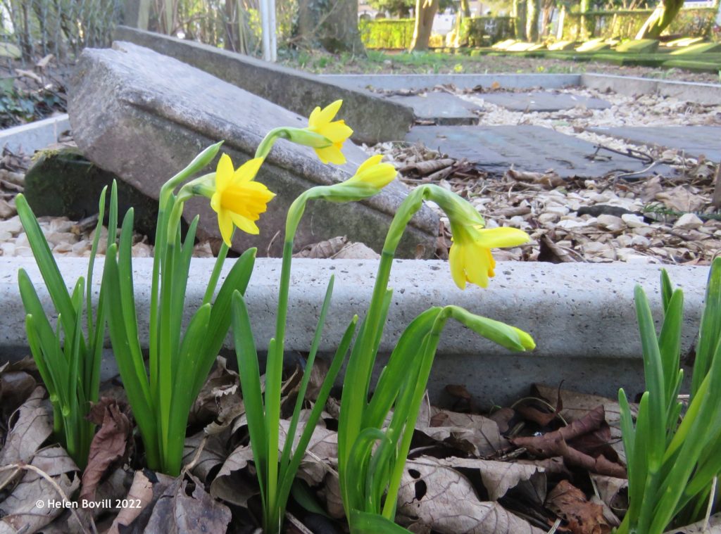 Daffodils