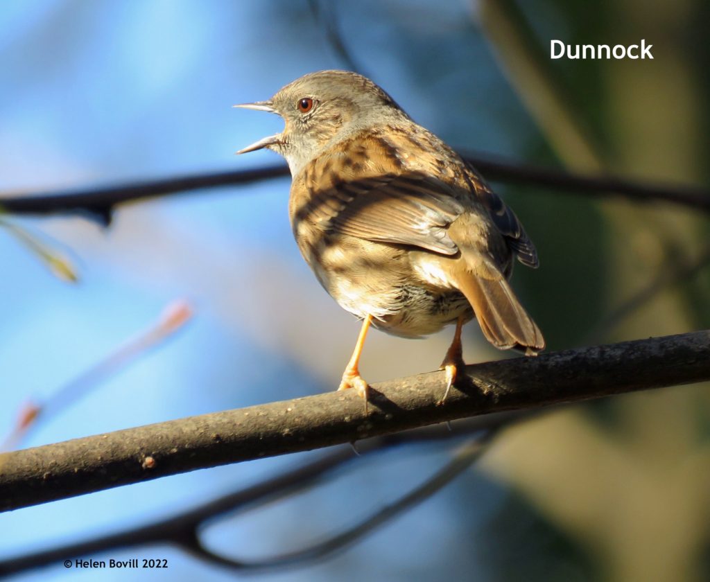 Dunnock