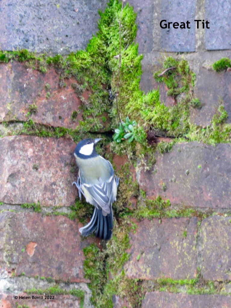 Great Tit