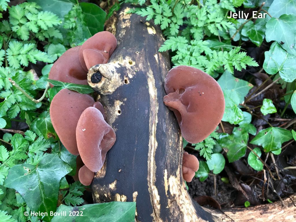 Jelly Ear