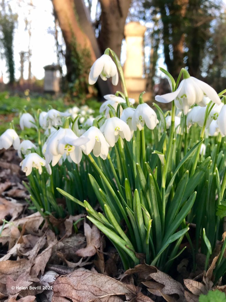 Snowdrops