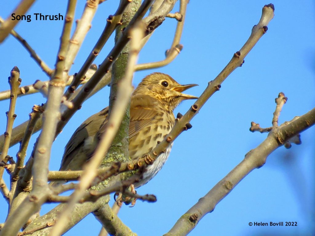 Song Thrush