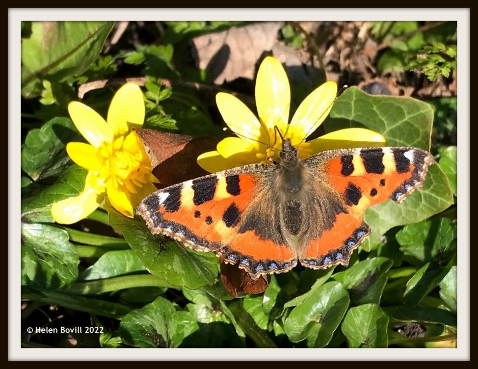 Cemetery Wildlife March 2022