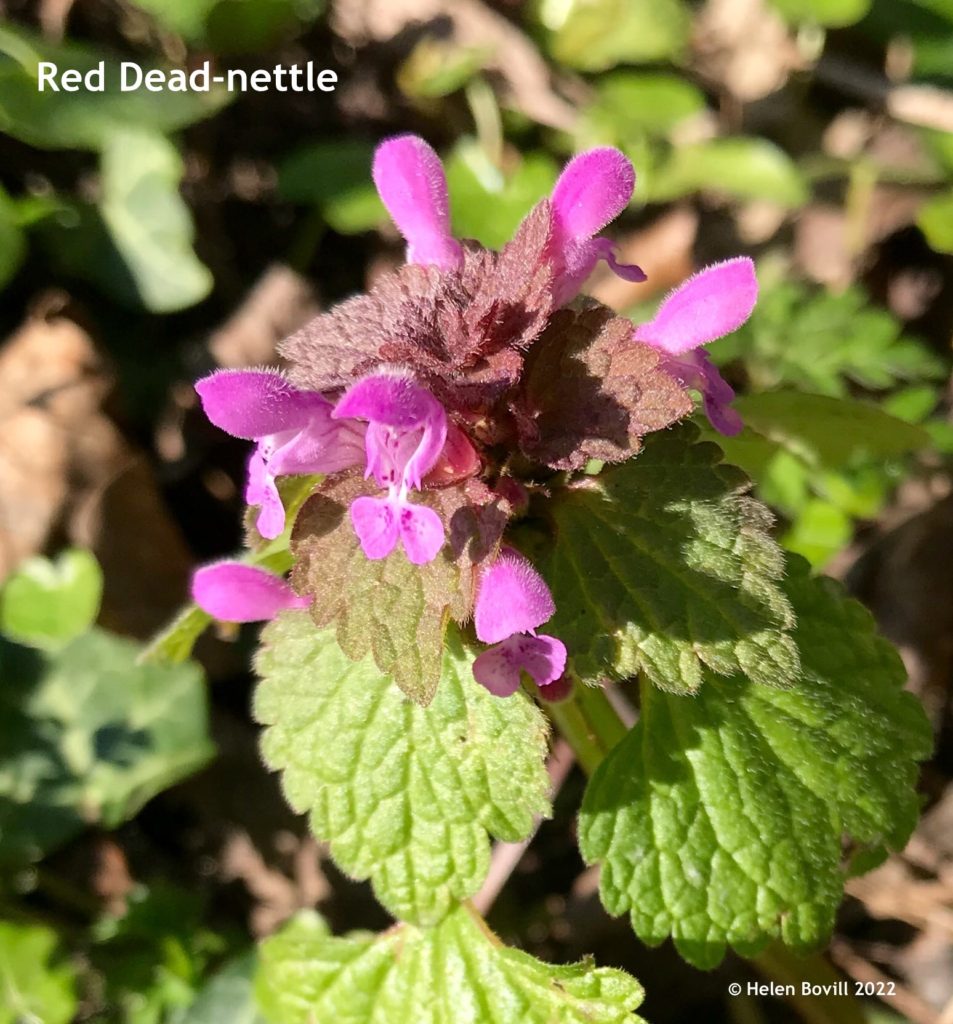 Red Dead-nettle