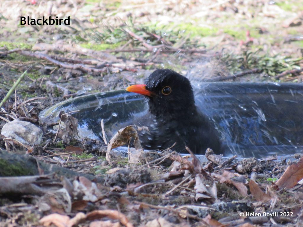 Blackbird bathing