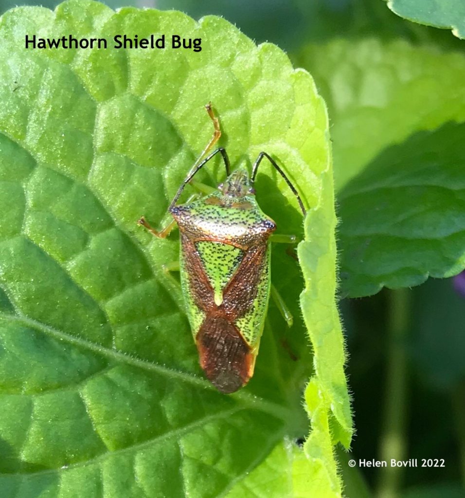 Hawthorn Shield Bug