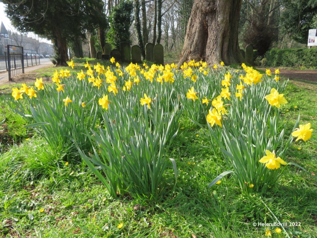 Daffodils