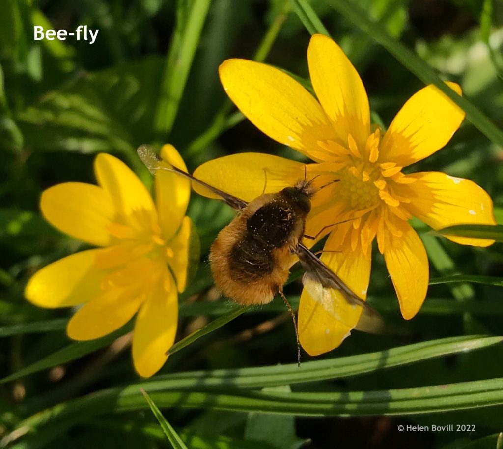 Bee-Fly