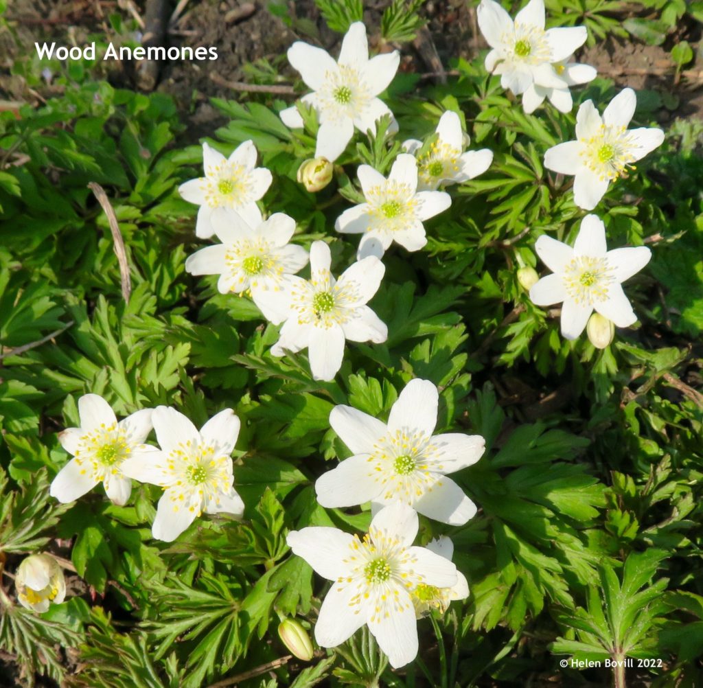 Wood Anemone