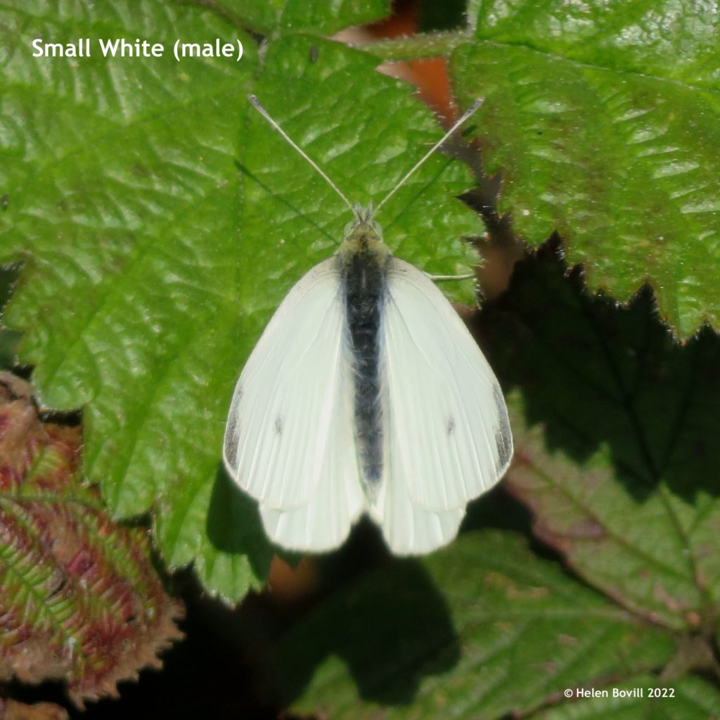 Small White