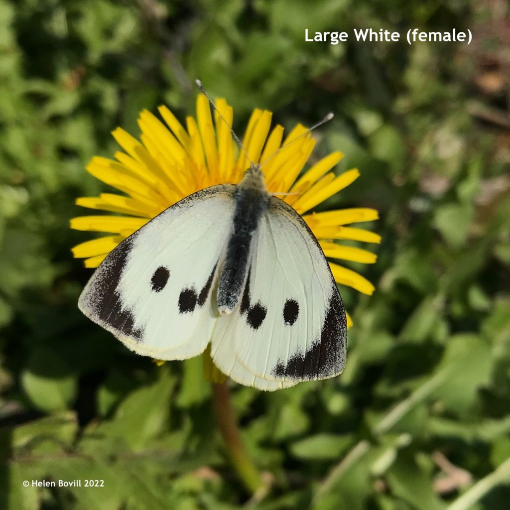 Large White